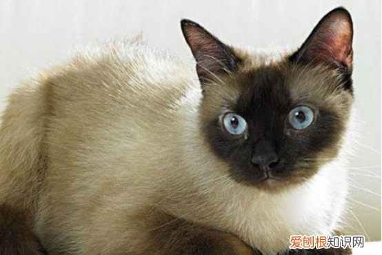 爪哇猫掉毛，十大适合家养的不掉毛猫图片
