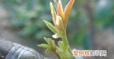 核桃什么时候嫁接,核桃嫁接技术和时间视频