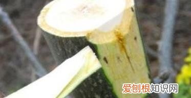 核桃什么时候嫁接,核桃嫁接技术和时间视频