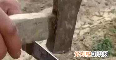 核桃什么时候嫁接,核桃嫁接技术和时间视频