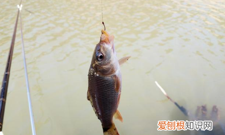 冬天野钓适合钓桥墩,冬天钓什么鱼好钓鱼
