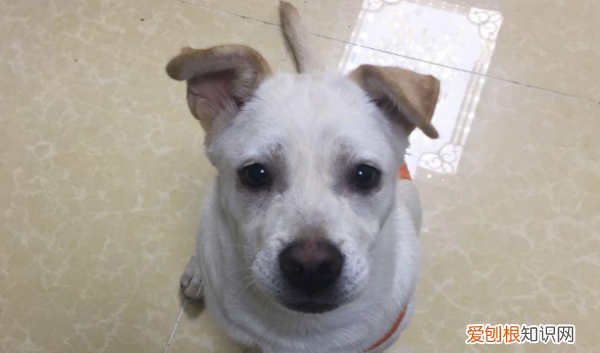 狗狗得了细小能喂庆大霉素,狗狗得了细小能吃庆大霉素吗