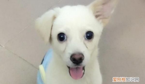 狗狗得了细小能喂庆大霉素,狗狗得了细小能吃庆大霉素吗