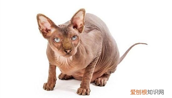 没有毛的猫叫什么名字,身上没有毛的猫叫什么名字