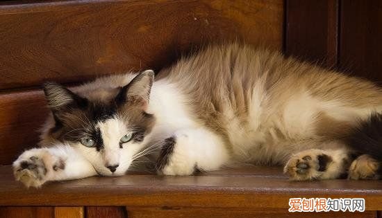 没有毛的猫叫什么名字,身上没有毛的猫叫什么名字