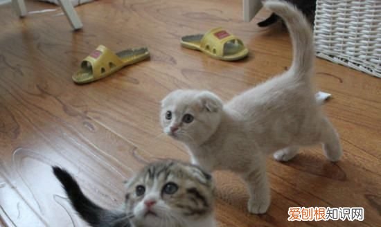 根折猫和半折猫的区别，英短蓝猫和折耳立蓝怎么区分