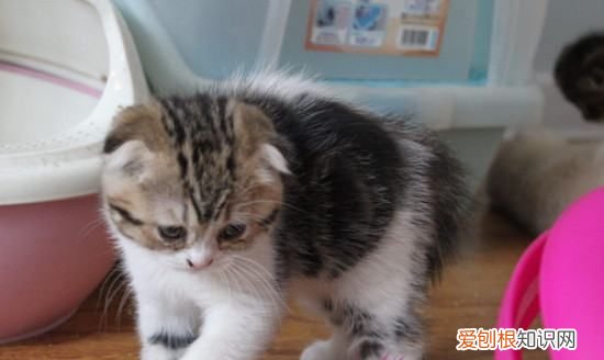 根折猫和半折猫的区别，英短蓝猫和折耳立蓝怎么区分