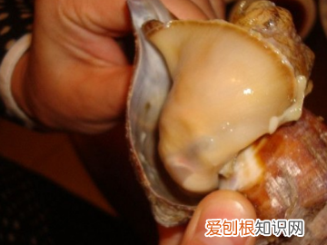 海螺蒸多长时间，蒸海螺需要多长时间最好