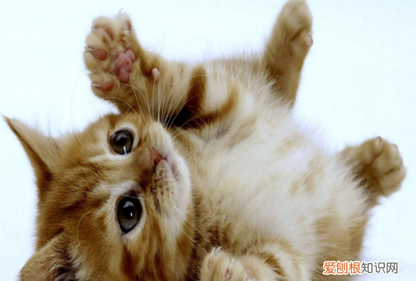 猫跟着你走是什么意思，猫为什么跟着人走还叫