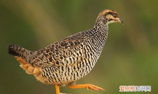 鹧鸪是什么鸟，鹧鸪是什么鸟类