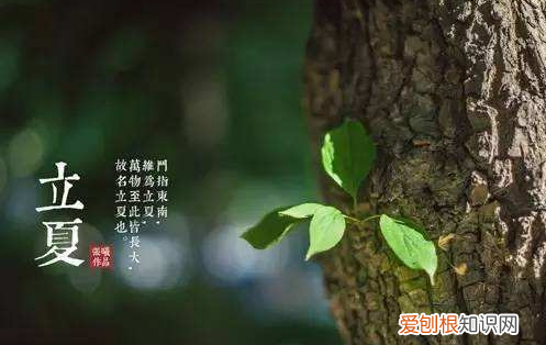 豌豆糯米饭的做法，四川豌豆酒米饭的做法大全