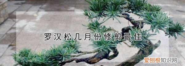 罗汉松的最佳修剪时间，罗汉松盆景什么时候修剪比较好