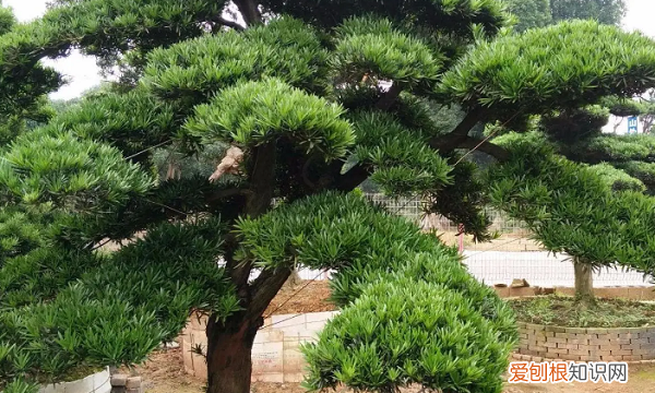 罗汉松的最佳修剪时间，罗汉松盆景什么时候修剪比较好