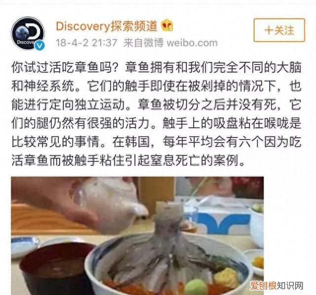 女子直播吃章鱼被反杀