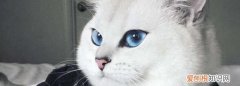 折尾猫有什么缺点，先天折尾猫有什么缺点