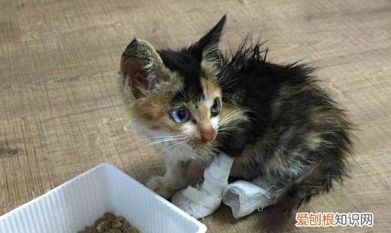 折尾猫有什么缺点，先天折尾猫有什么缺点