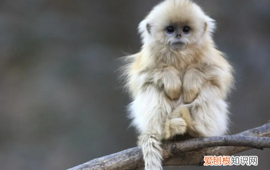 猴子是什么样子的，猴子长什么样子图片