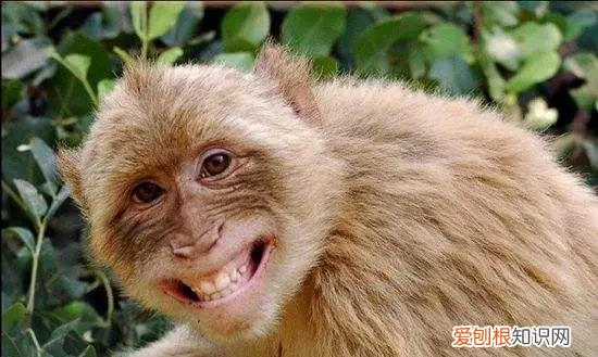猴子是什么样子的，猴子长什么样子图片