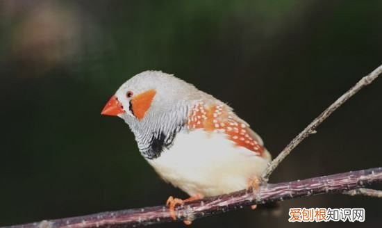 珍珠鸟单养一只行，珍珠鸟养一只行不行
