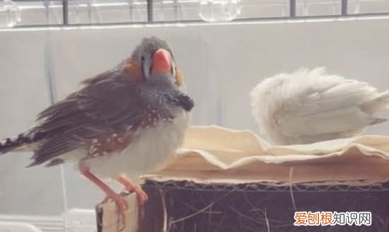 珍珠鸟单养一只行，珍珠鸟养一只行不行