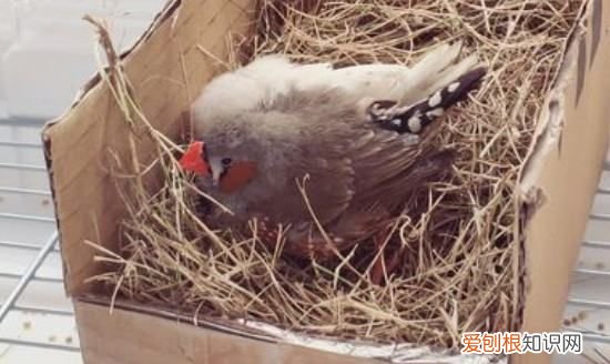 珍珠鸟单养一只行，珍珠鸟养一只行不行