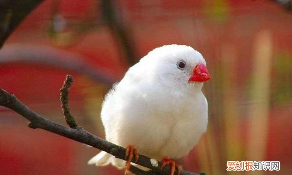 珍珠鸟不想养了能放掉，珍珠鸟适合放生在什么地方