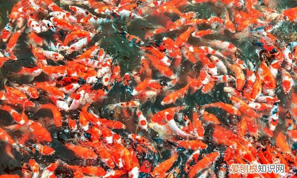 鱼池怎么过滤，鱼池过滤系统怎么做图解