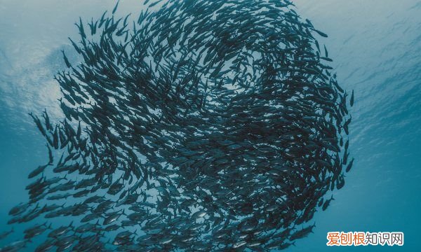 鱼池怎么过滤，鱼池过滤系统怎么做图解