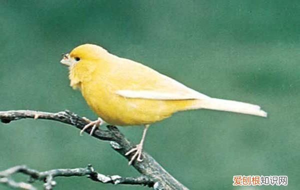 芙蓉鸟的拼音是什么，芙蓉鸟的意思和读音