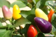 七彩椒可以吃吗?，七彩椒可以炒着吃