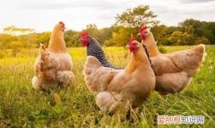 鸡吃什么，大公鸡吃什么