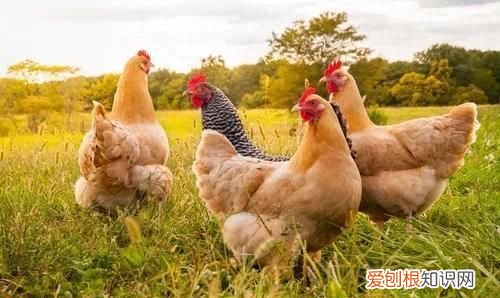 鸡吃什么，大公鸡吃什么