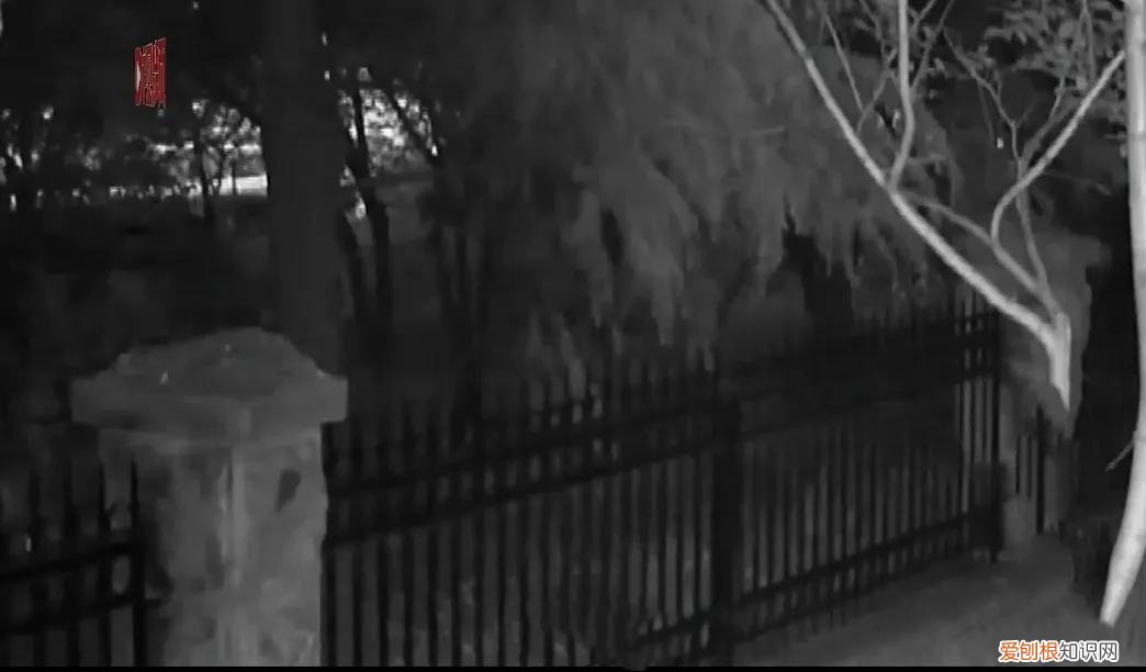 天下奇闻！山东一小偷凭嗅觉定位车库偷24瓶茅台！