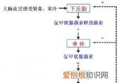 什么是酶酶反应是什么，什么是反馈调节反馈调节的意义