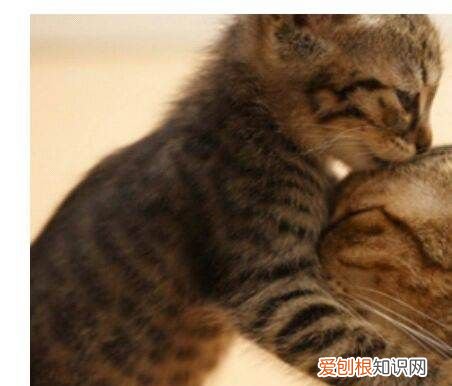 猫咪能看见什么颜色，猫的眼睛能看到几种颜色