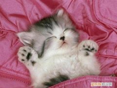 猫咪能看见什么颜色，猫的眼睛能看到几种颜色