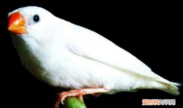 珍珠鸟几个月嘴变红，珍珠鸟50天左右是什么样子的