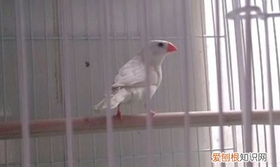 珍珠鸟几个月嘴变红，珍珠鸟50天左右是什么样子的