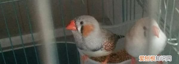 珍珠鸟几个月嘴变红，珍珠鸟50天左右是什么样子的