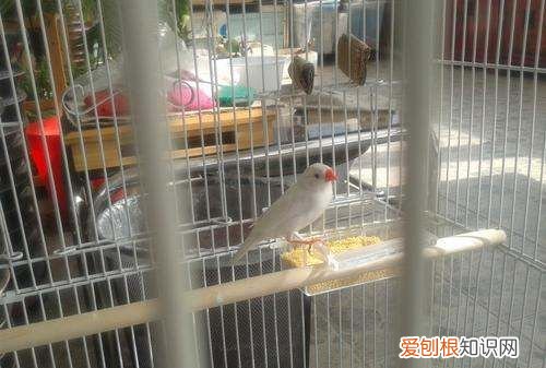 珍珠鸟和文鸟有什么区别