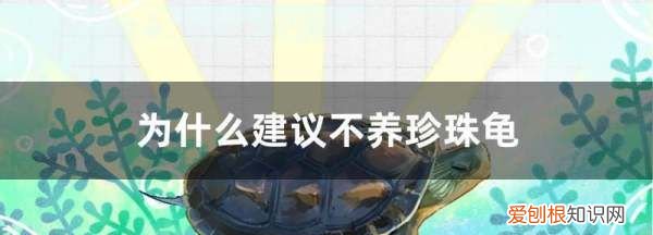 珍珠龟为什么没人养，为什么建议不养珍珠龟?