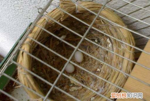 珍珠鸟一年繁殖几窝，珍珠鸟是一夫一妻制的吗