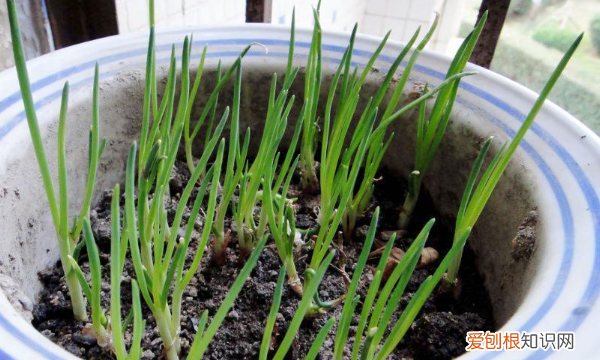 盆栽怎么种小葱，想要自己在家用盆栽种点葱该怎么弄