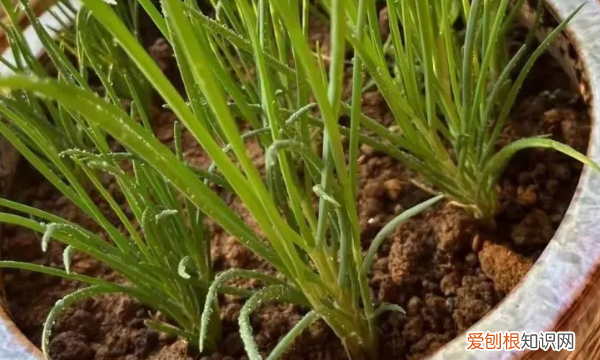盆栽怎么种小葱，想要自己在家用盆栽种点葱该怎么弄