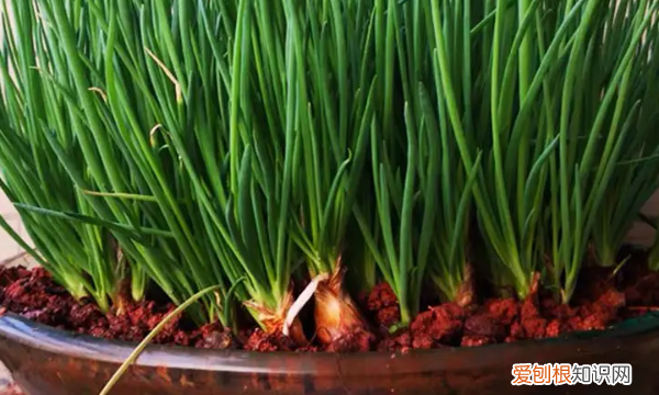 盆栽怎么种小葱，想要自己在家用盆栽种点葱该怎么弄