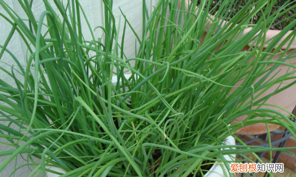 盆栽怎么种小葱，想要自己在家用盆栽种点葱该怎么弄