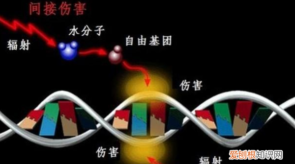 被辐射的人为什么会腐烂,核辐射是如何对人和生物造成损坏的