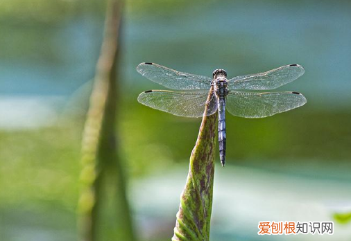 尖尖的什么，尖尖的什么填空