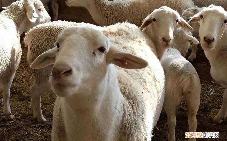 涨肚怎么办,羊吃多了粮食肚子涨不排便怎么办呢