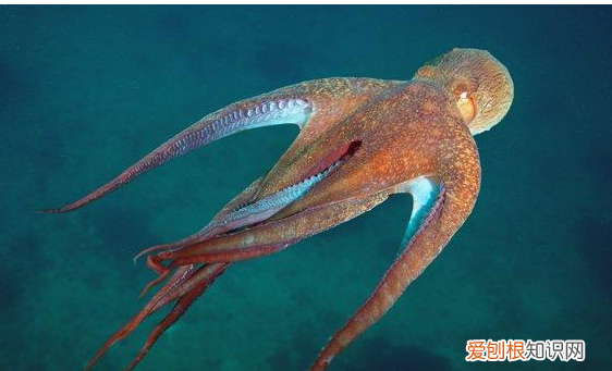 章鱼宠物认主人,鱼养久了会认主人么